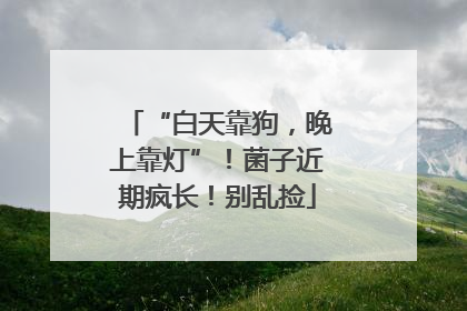 “白天靠狗，晚上靠灯”！菌子近期疯长！别乱捡