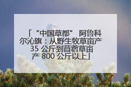 “中国草都” 阿鲁科尔沁旗：从野生牧草亩产 35 公斤到苜蓿草亩产 800 公斤以上