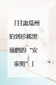 甘肃瓜州拍到珍稀黑颈鹤的“安家照”