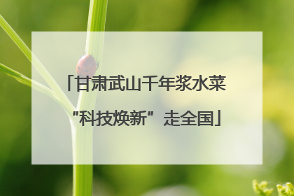 甘肃武山千年浆水菜“科技焕新”走全国