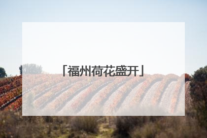 福州荷花盛开
