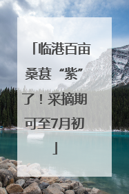 临港百亩桑葚“紫”了！采摘期可至7月初