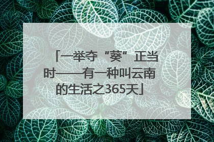 一举夺“葵”正当时——有一种叫云南的生活之365天