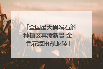 全国最大黑喉石斛种植区再添新景 金色花海扮靓龙陵