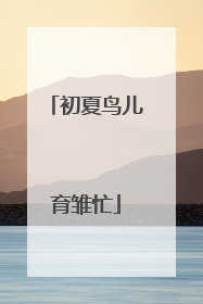 初夏鸟儿育雏忙