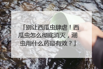 别让西瓜虫肆虐！西瓜虫怎么彻底消灭，潮虫用什么药最有效？