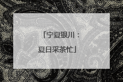 宁夏银川：夏日采茶忙