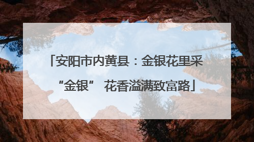 安阳市内黄县：金银花里采“金银” 花香溢满致富路