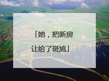她，把新房让给了斑鸠