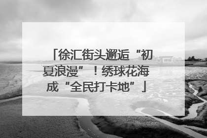 徐汇街头邂逅“初夏浪漫”！绣球花海成“全民打卡地”