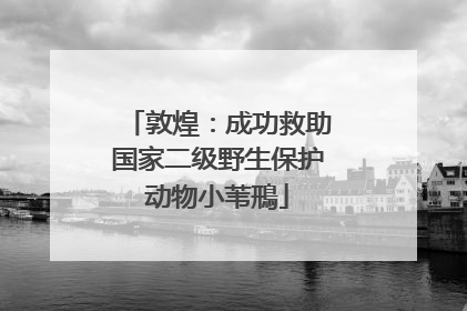 敦煌：成功救助国家二级野生保护动物小苇鳽