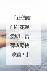 正值厦门荷花观赏期，赏荷攻略快收藏！
