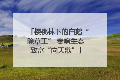 樱桃林下的白鹅“除草工” 奏响生态致富“向天歌”