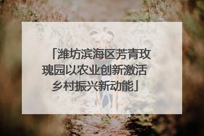 潍坊滨海区芳青玫瑰园以农业创新激活乡村振兴新动能