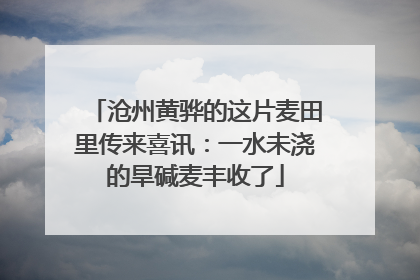 沧州黄骅的这片麦田里传来喜讯：一水未浇的旱碱麦丰收了