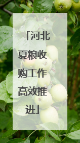 河北夏粮收购工作高效推进