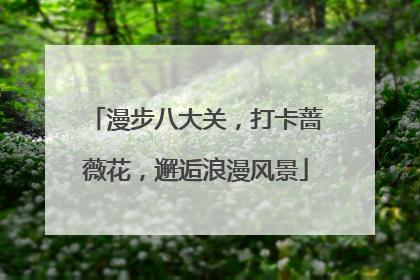 漫步八大关，打卡蔷薇花，邂逅浪漫风景
