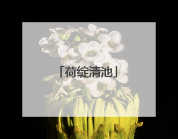 荷绽清池