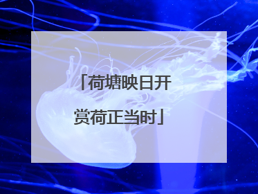 荷塘映日开 赏荷正当时