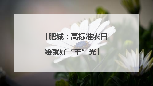肥城：高标准农田绘就好“丰”光