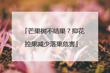 芒果树不结果？抑花控果减少落果危害
