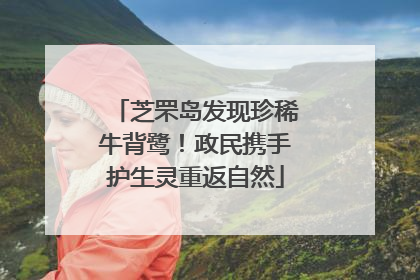 芝罘岛发现珍稀牛背鹭！政民携手护生灵重返自然