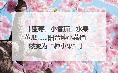 蓝莓、小番茄、水果黄瓜……阳台种小菜悄然变为“种小果”