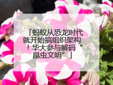 蚂蚁从恐龙时代就开始搞组织架构！华大参与解码“昆虫文明”