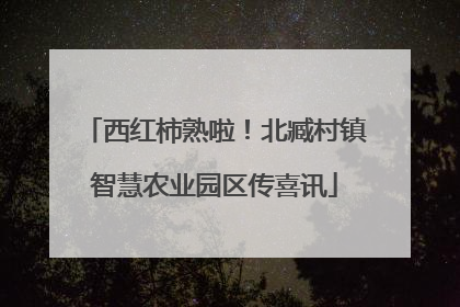 西红柿熟啦！北臧村镇智慧农业园区传喜讯