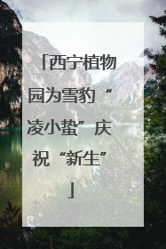 西宁植物园为雪豹“凌小蛰”庆祝“新生”