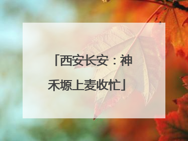 西安长安：神禾塬上麦收忙