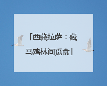 西藏拉萨：藏马鸡林间觅食