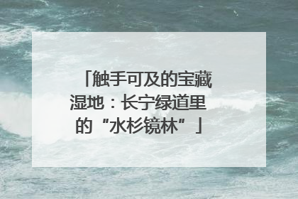 触手可及的宝藏湿地：长宁绿道里的“水杉镜林”