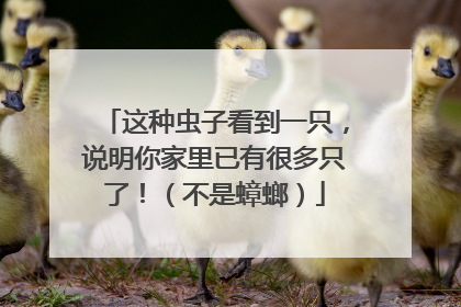 这种虫子看到一只，说明你家里已有很多只了！（不是蟑螂）