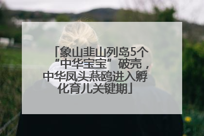 象山韭山列岛5个“中华宝宝”破壳，中华凤头燕鸥进入孵化育儿关键期
