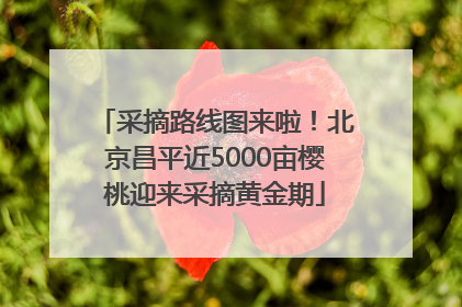 采摘路线图来啦！北京昌平近5000亩樱桃迎来采摘黄金期