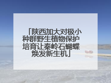 陕西加大对极小种群野生植物保护培育让秦岭石蝴蝶焕发新生机