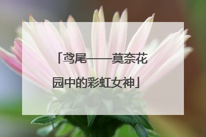 鸢尾——莫奈花园中的彩虹女神